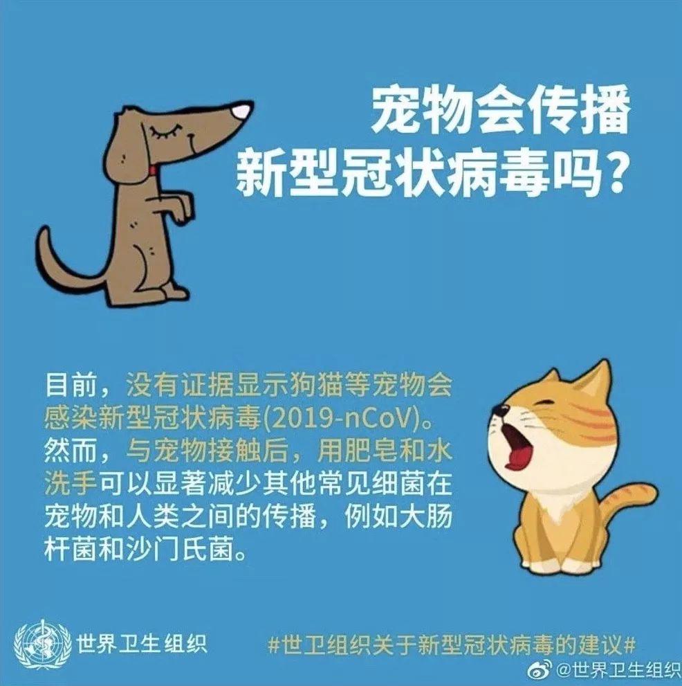 反思教育：喝着双黄连，扔了宠物猫，没得肺炎，却烧坏了大脑  疫情相关 第1张